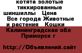котята золотые тиккированные шиншиллы › Цена ­ 8 000 - Все города Животные и растения » Кошки   . Калининградская обл.,Приморск г.